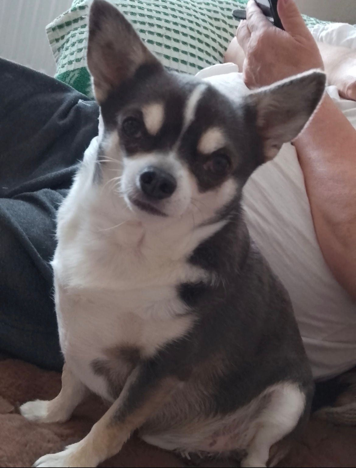 Original Pet Photo - Before